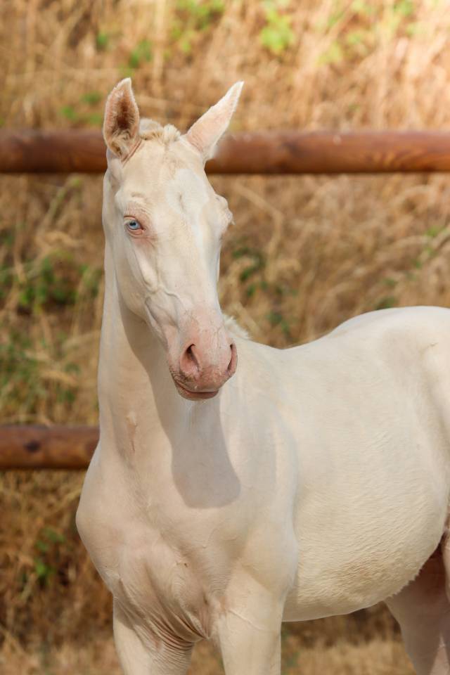 Colt Lusitano For sale 2026 Perlino