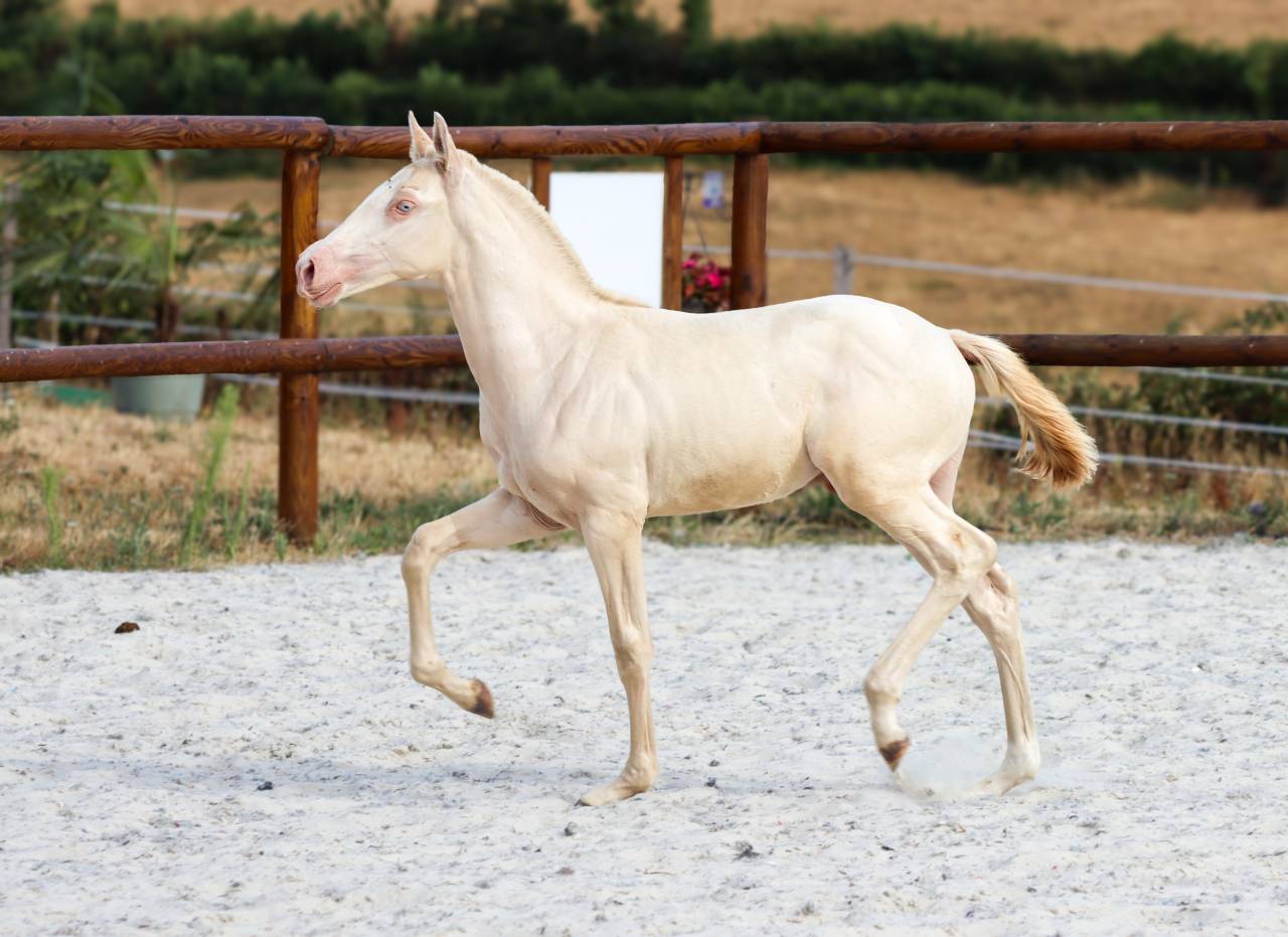 Colt Lusitano For sale 2026 Perlino