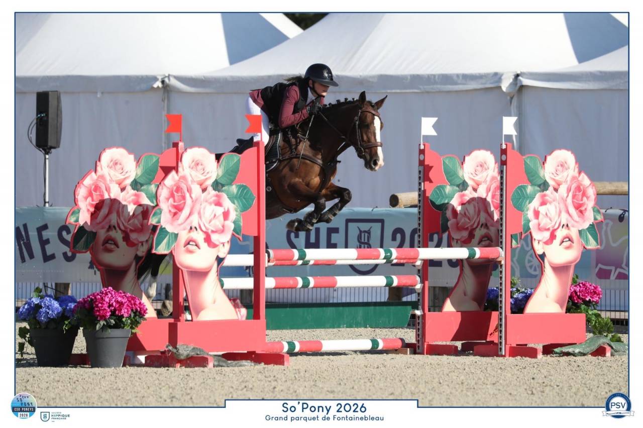 Mare French Saddle Pony For sale 2022 Bay