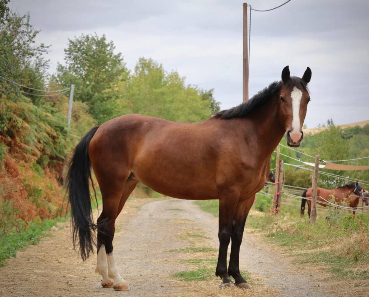 Mare French Saddle Pony For sale 2022 Bay
