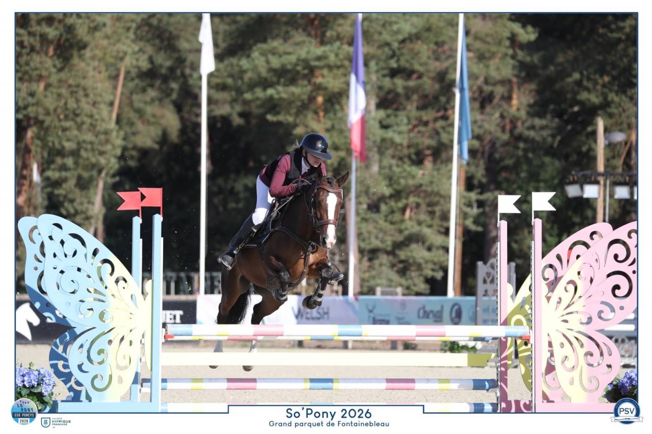 Mare French Saddle Pony For sale 2022 Bay