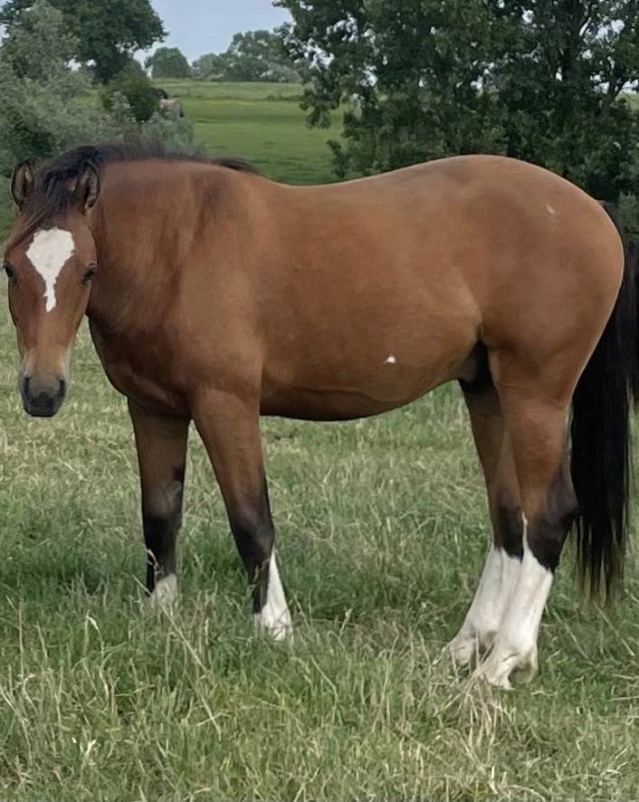 Gelding Franche-Montagne For sale 2024 Bay