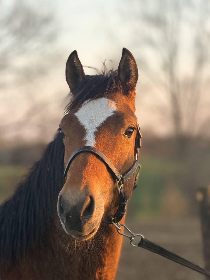 Gelding Franche-Montagne For sale 2024 Bay