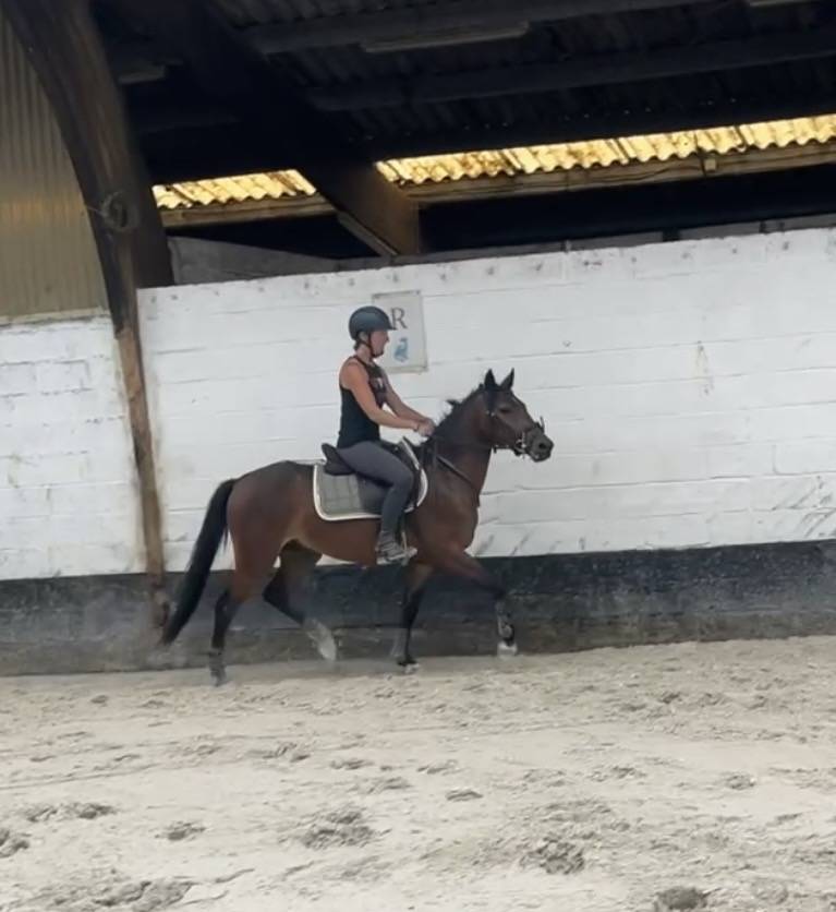 Gelding New Forest For sale 2023 Bay