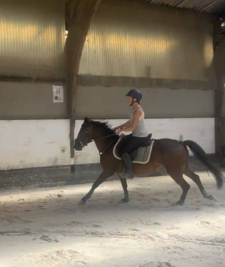 Gelding New Forest For sale 2023 Bay