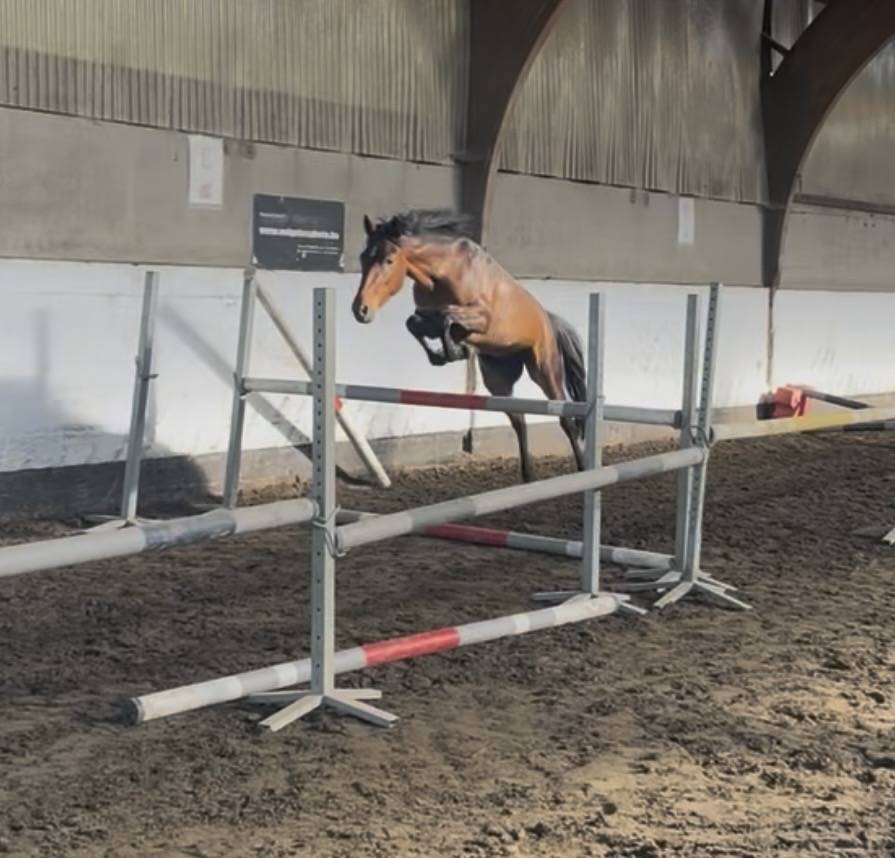 Gelding New Forest For sale 2023 Bay