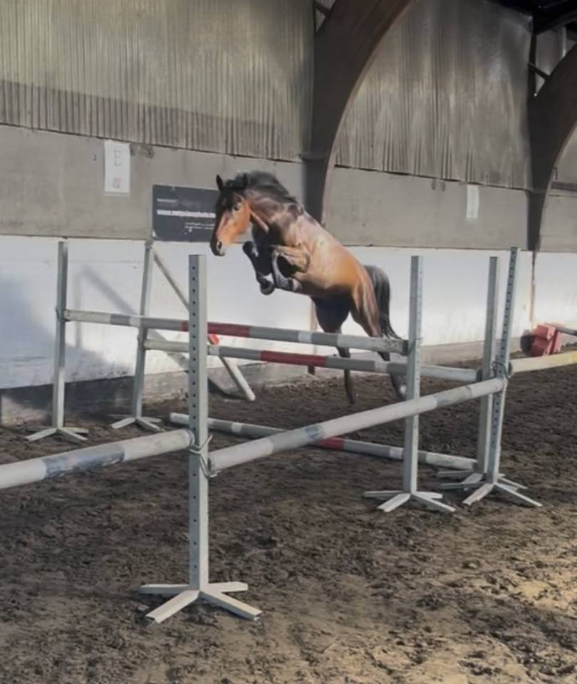 Gelding New Forest For sale 2023 Bay
