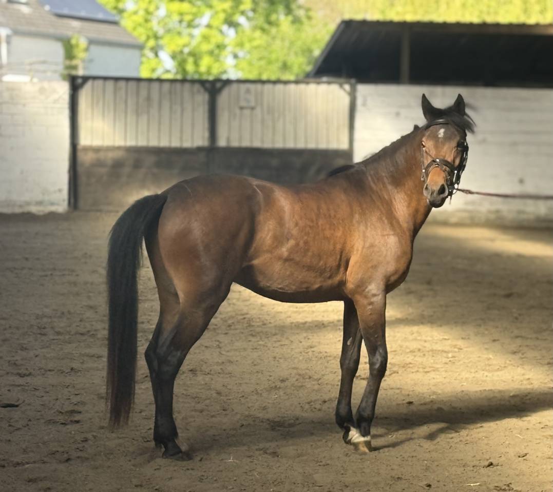 Gelding New Forest For sale 2023 Bay