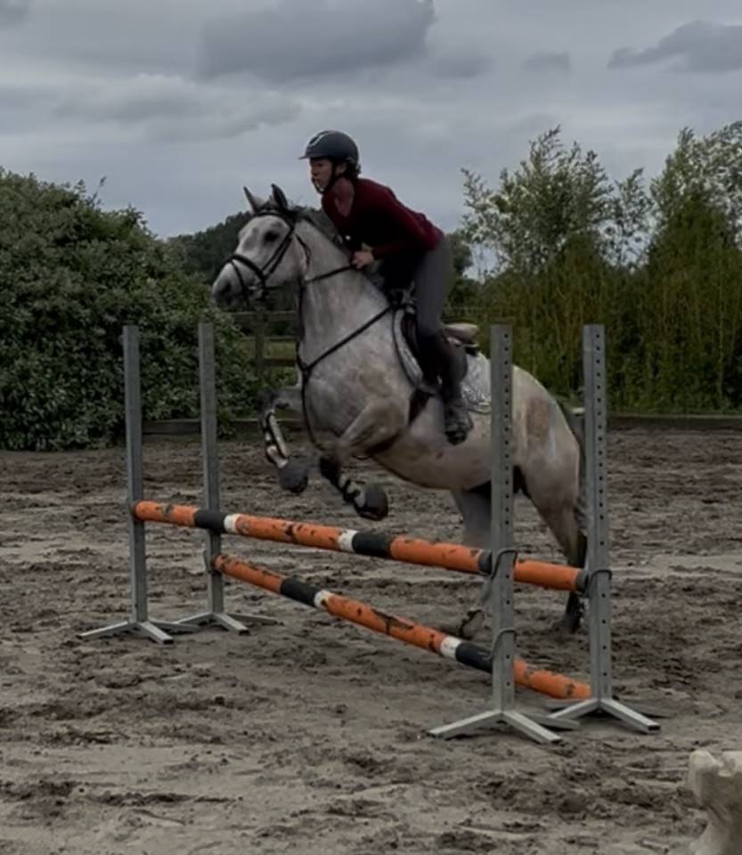 Mare No Origin Recorded For sale 2022 Grey