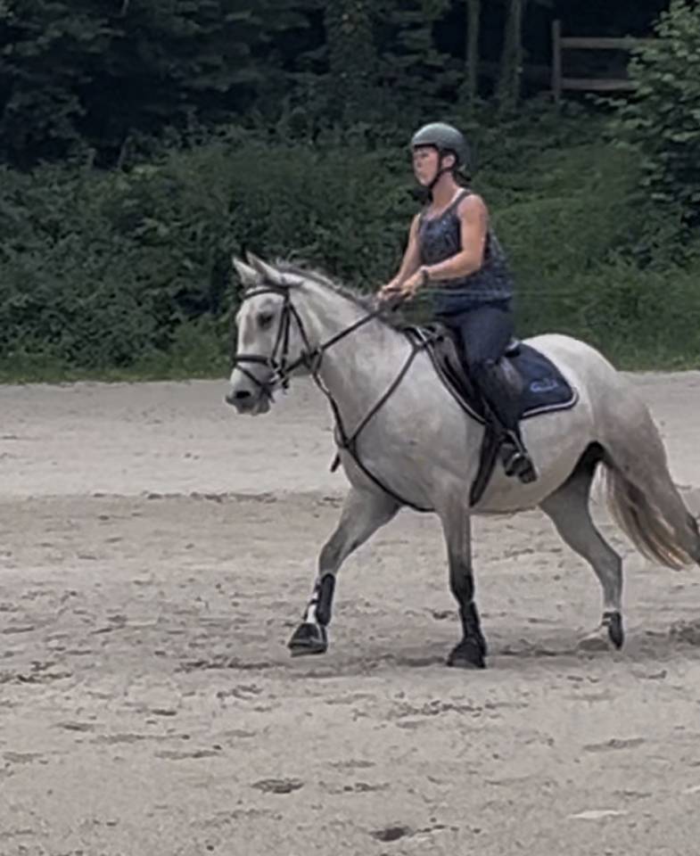 Mare No Origin Recorded For sale 2022 Grey