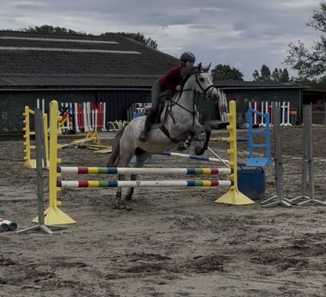 Mare No Origin Recorded For sale 2022 Grey