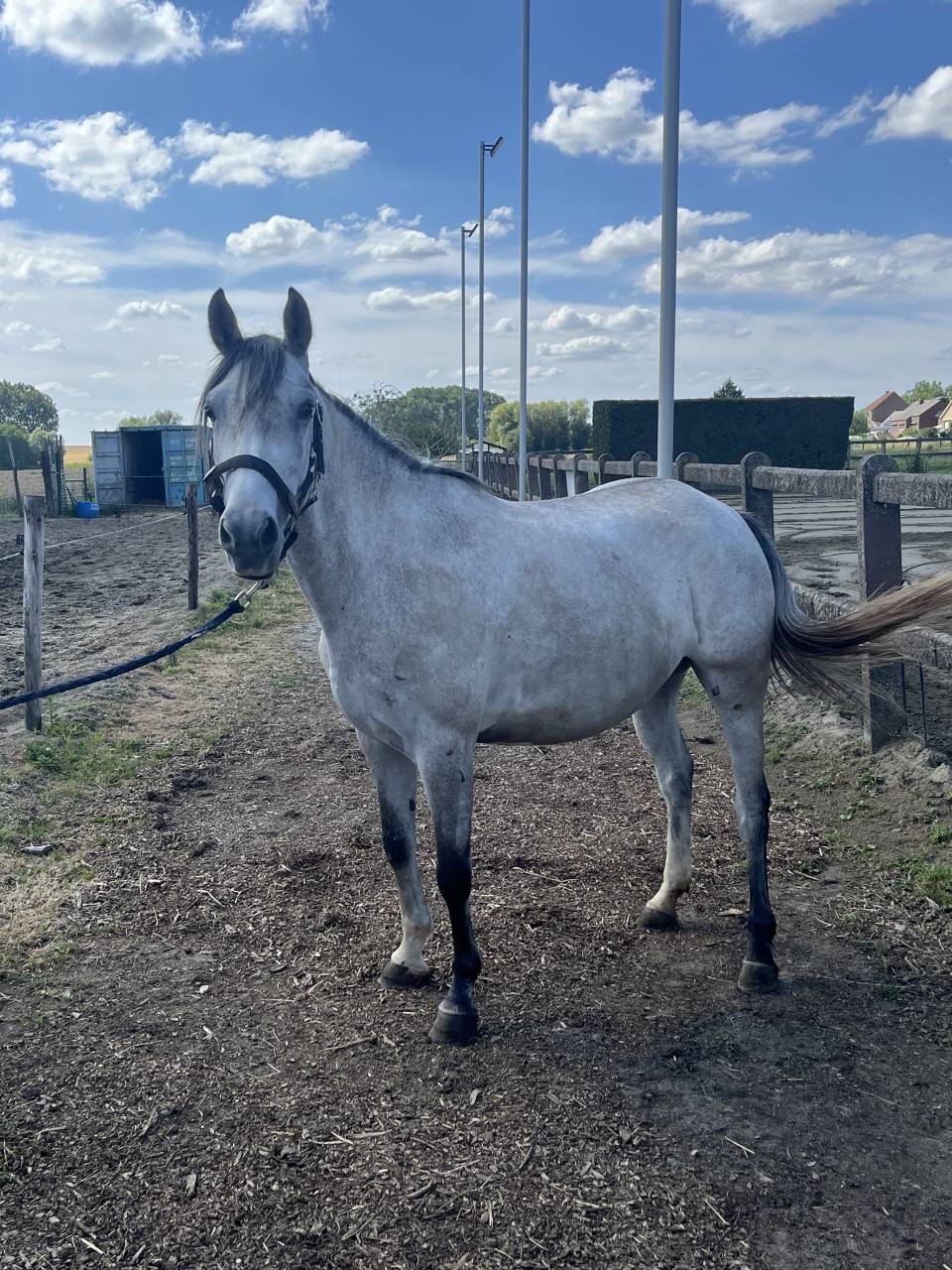 Mare No Origin Recorded For sale 2022 Grey