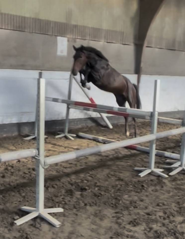 Gelding New Forest For sale 2023 Bay