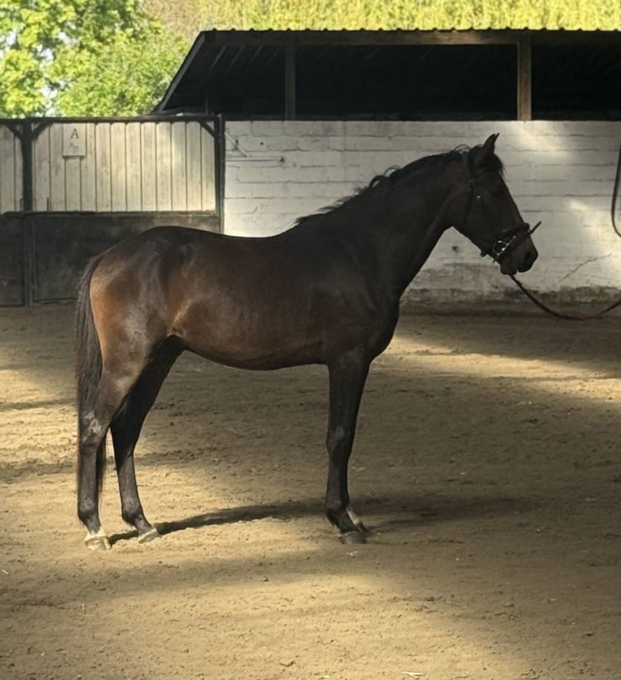 Gelding New Forest For sale 2023 Bay