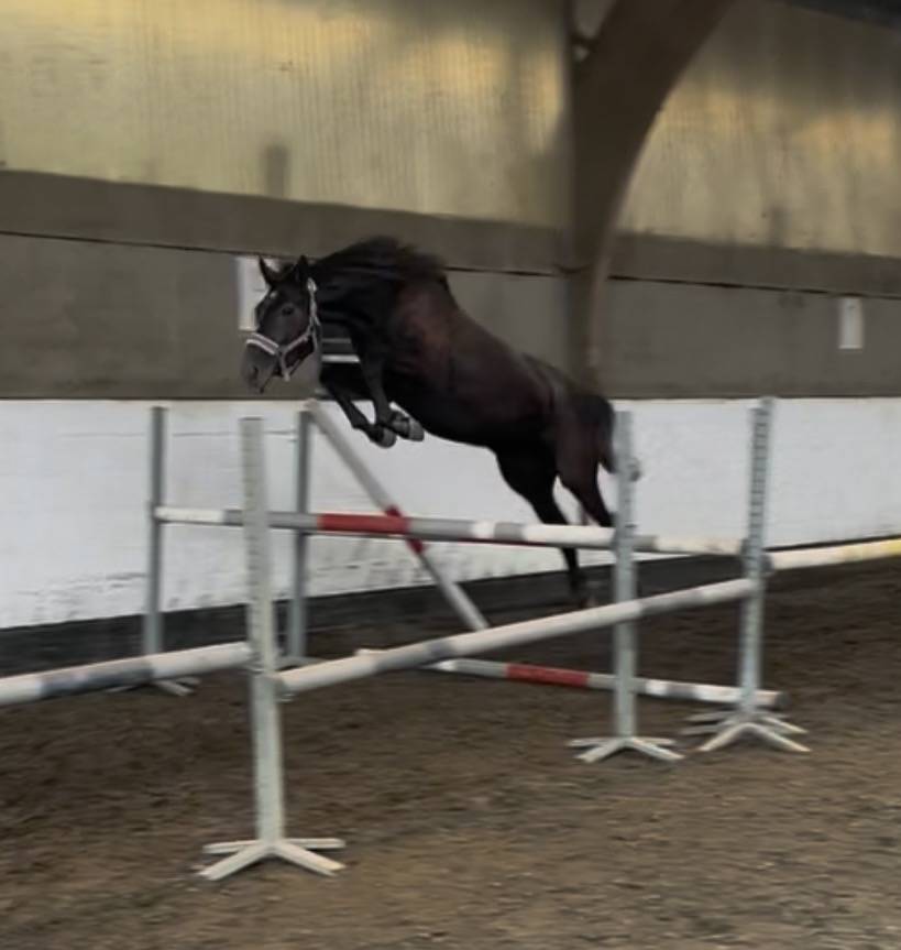 Mare No Origin Recorded For sale 2023 Grey