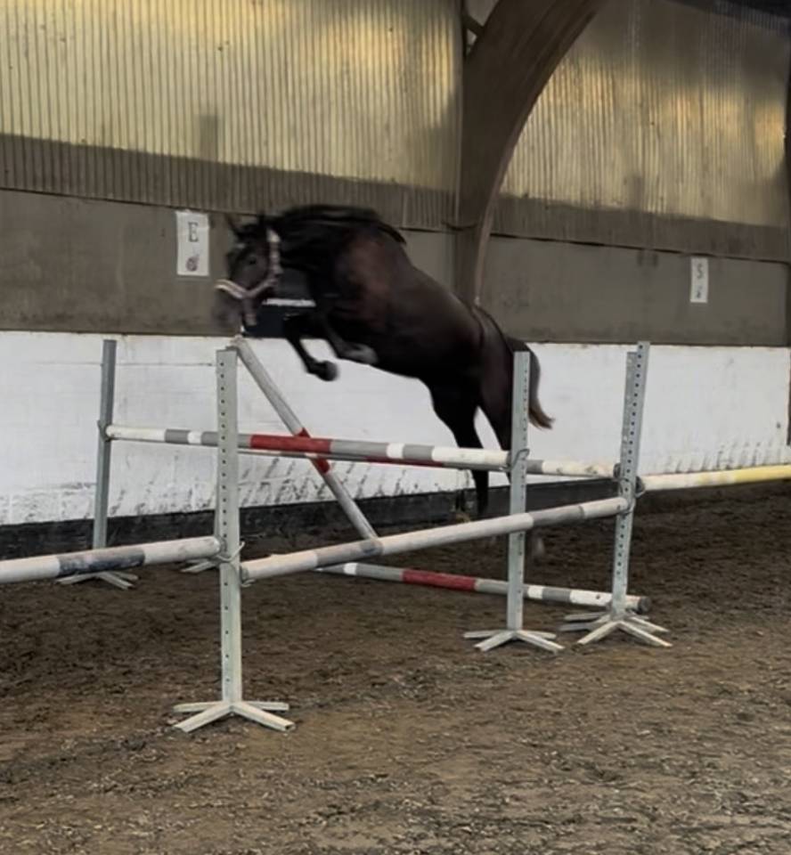 Mare No Origin Recorded For sale 2023 Grey