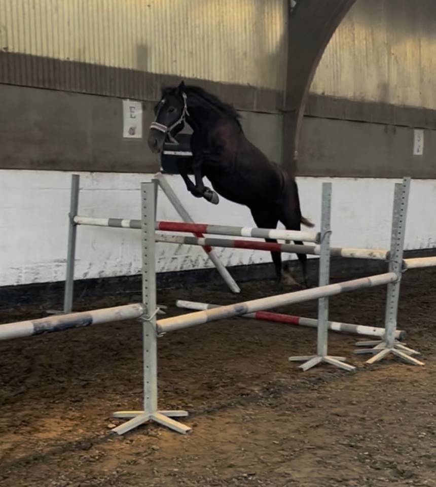 Mare No Origin Recorded For sale 2023 Grey