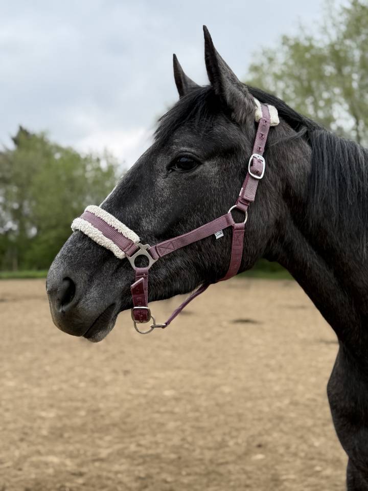 Mare No Origin Recorded For sale 2023 Grey