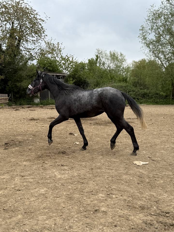 Mare No Origin Recorded For sale 2023 Grey