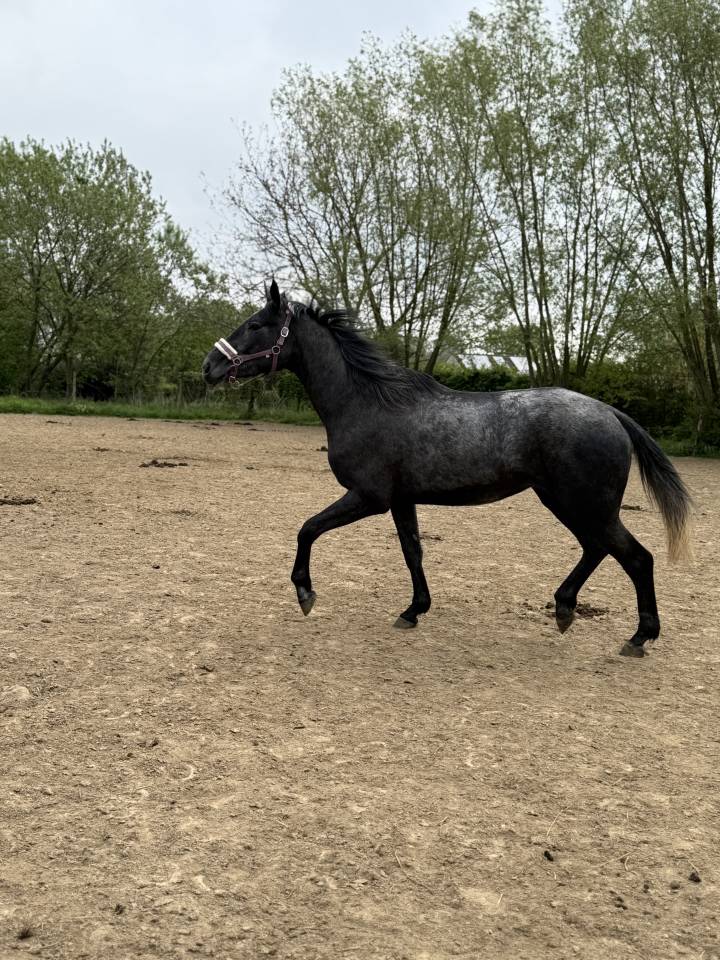 Mare No Origin Recorded For sale 2023 Grey