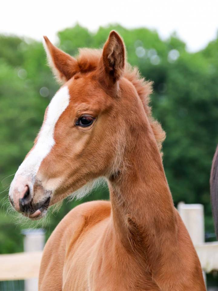 Mare KWPN Dutch Warmblood For sale 2026 Chesnut