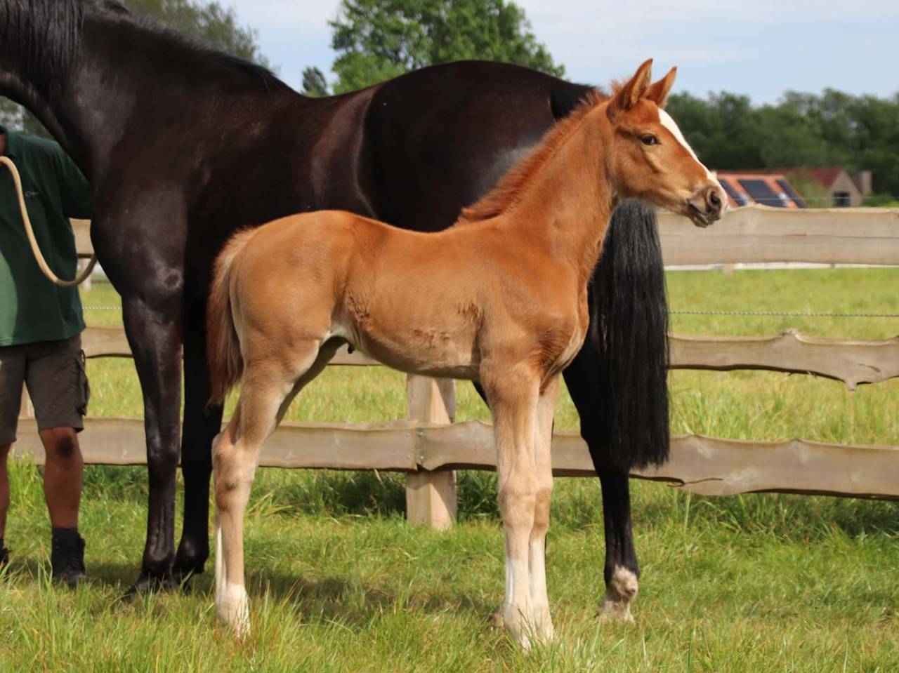 Mare KWPN Dutch Warmblood For sale 2026 Chesnut