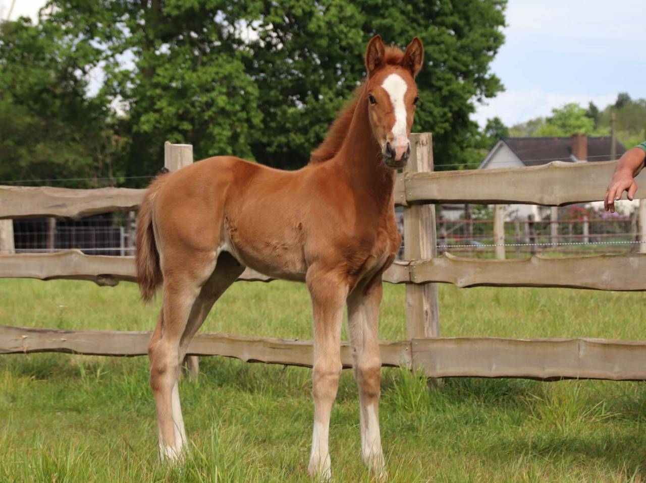 Mare KWPN Dutch Warmblood For sale 2026 Chesnut