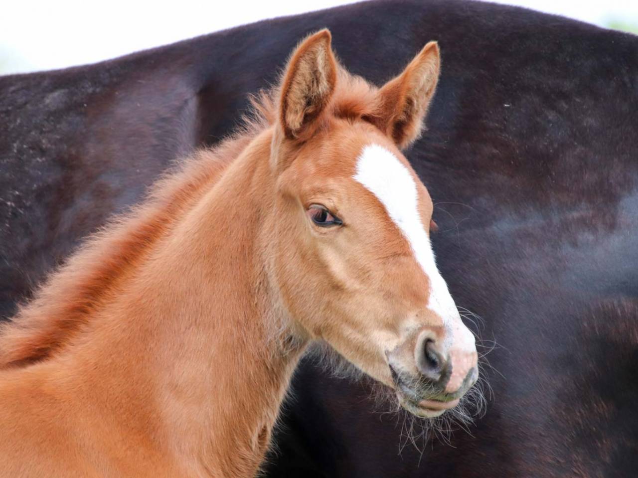 Mare KWPN Dutch Warmblood For sale 2026 Chesnut