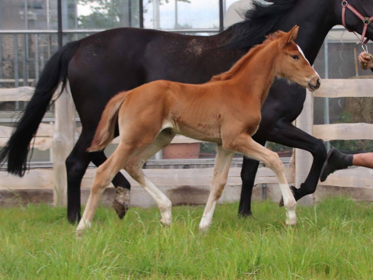 Mare KWPN Dutch Warmblood For sale 2026 Chesnut