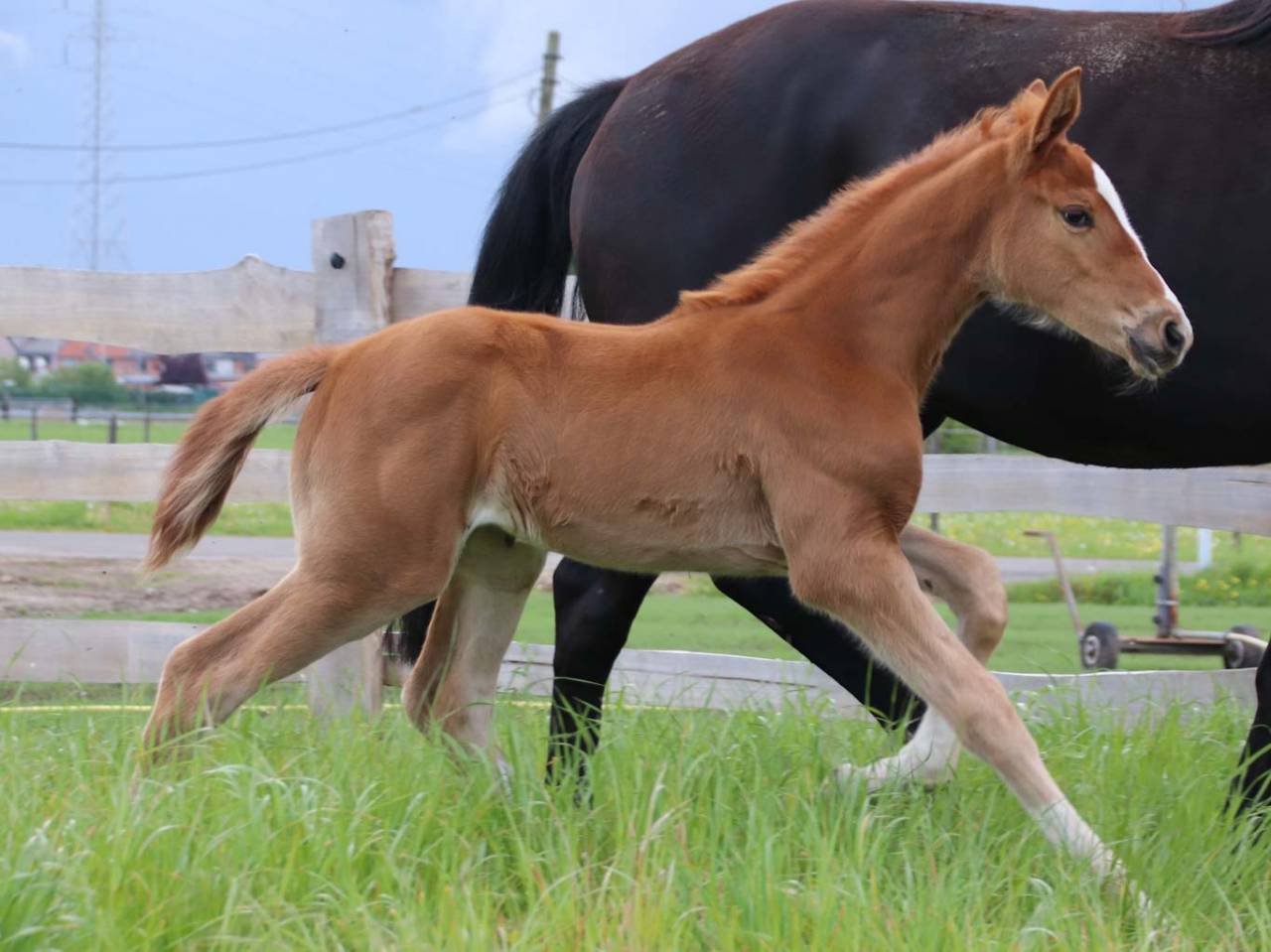 Mare KWPN Dutch Warmblood For sale 2026 Chesnut