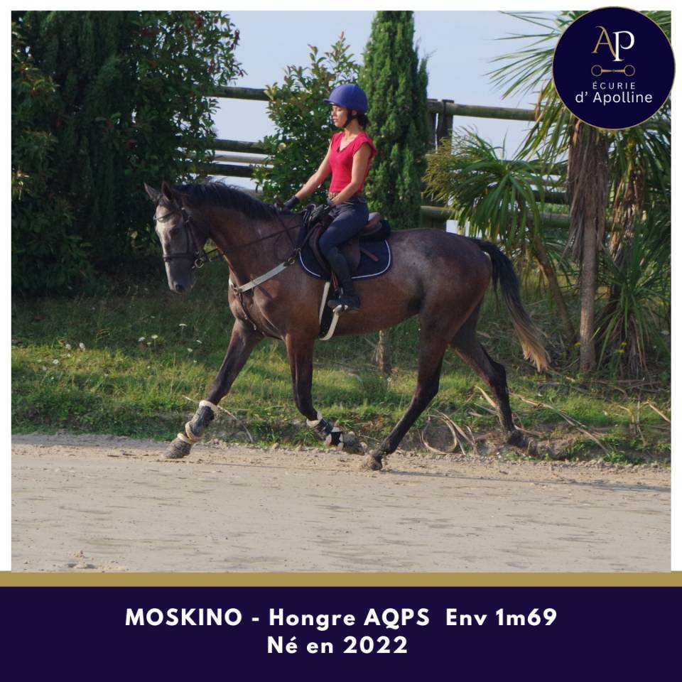 Gelding AQPS For sale 2022 Grey