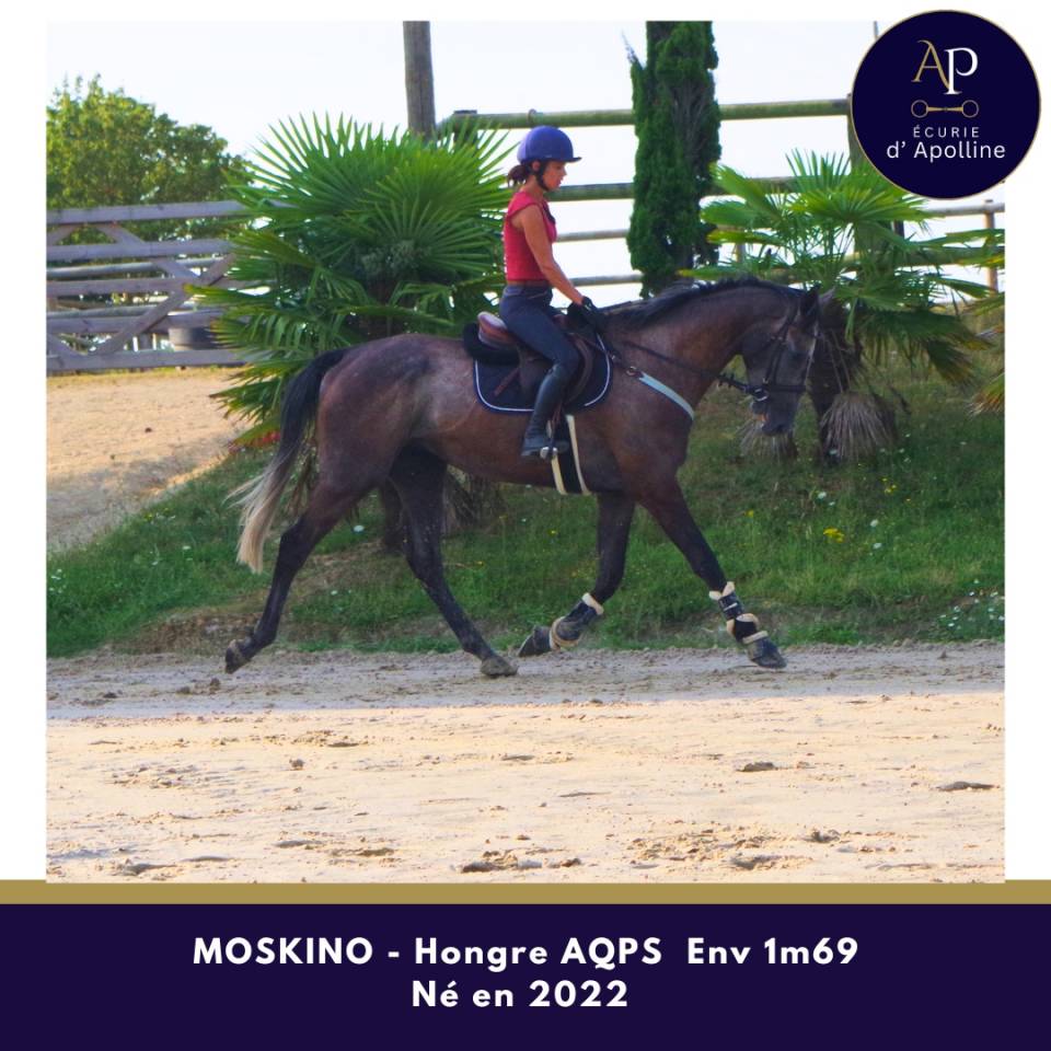 Gelding AQPS For sale 2022 Grey