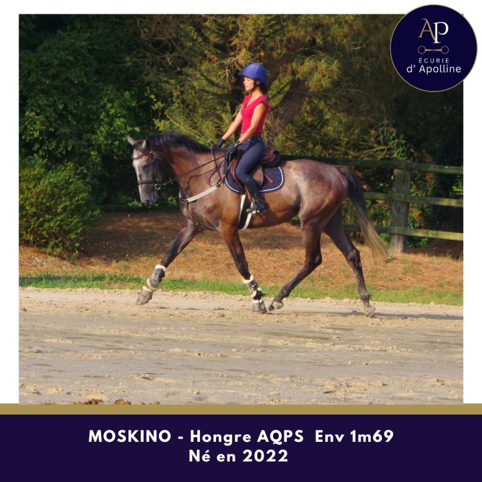 Gelding AQPS For sale 2022 Grey