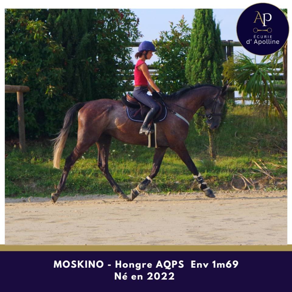 Gelding AQPS For sale 2022 Grey
