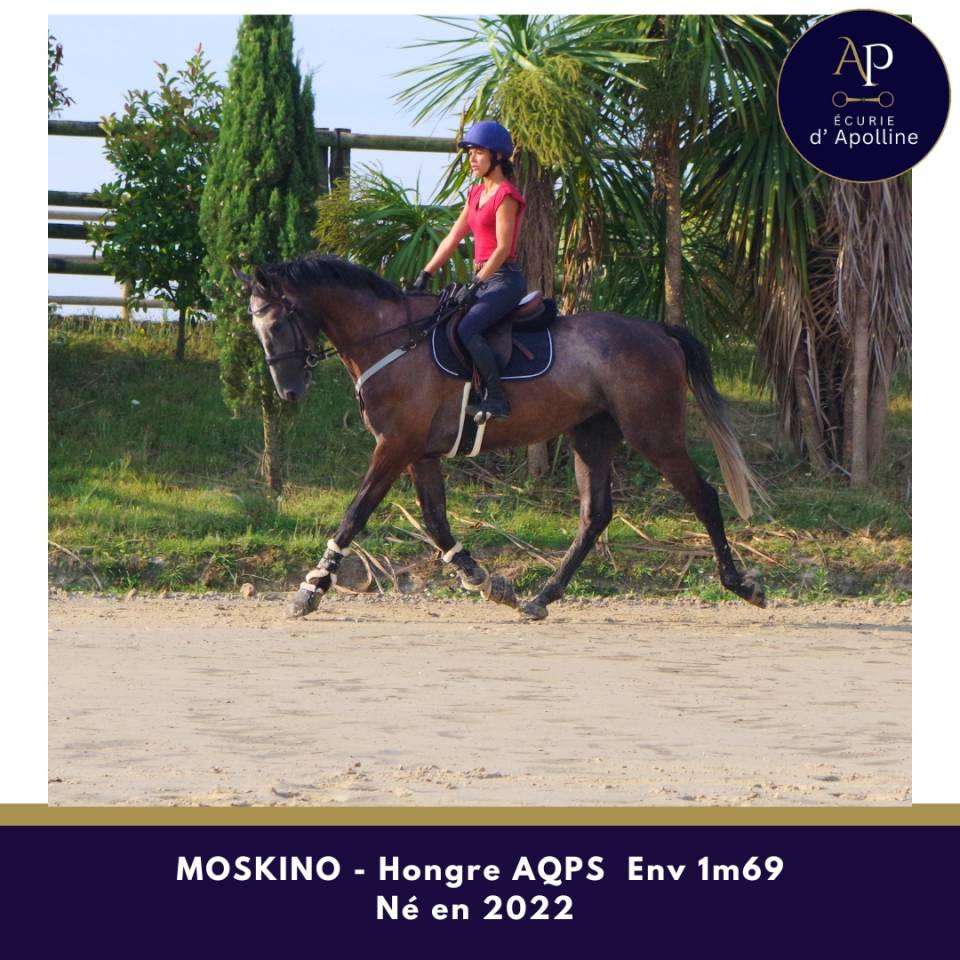 Gelding AQPS For sale 2022 Grey