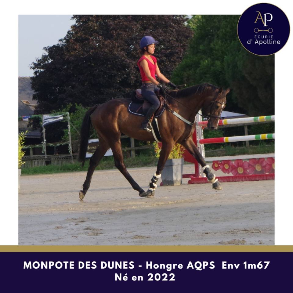 Gelding AQPS For sale 2022 Bay