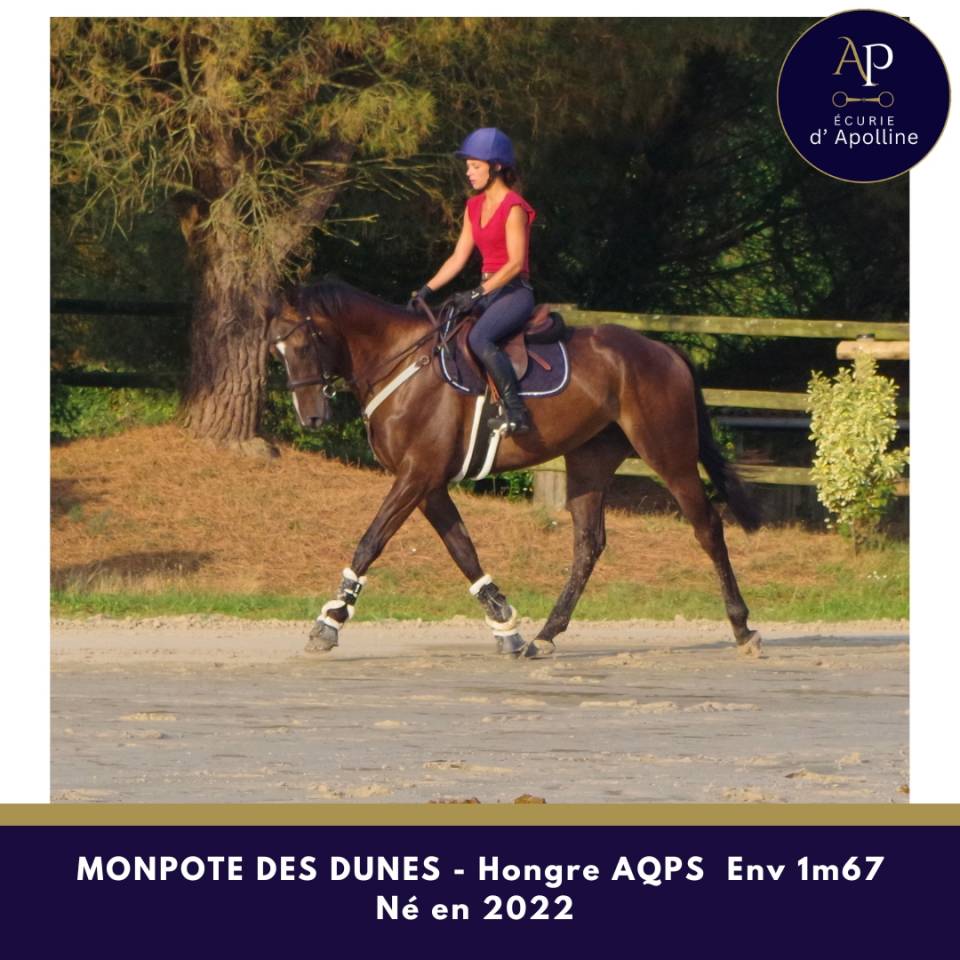 Gelding AQPS For sale 2022 Bay