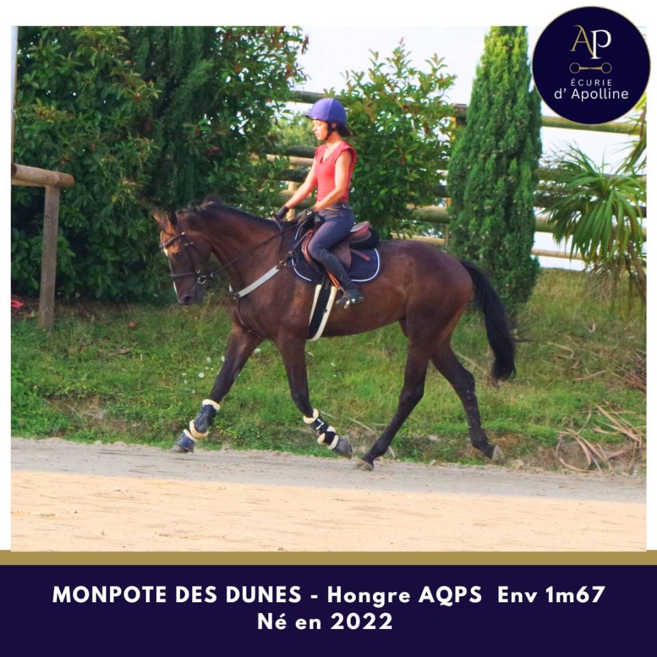 Gelding AQPS For sale 2022 Bay
