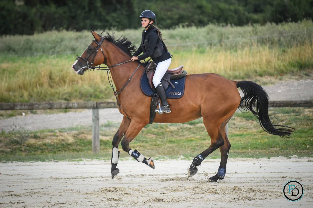 Mare Selle Fran&ccedil;ais For sale 2012 Bay