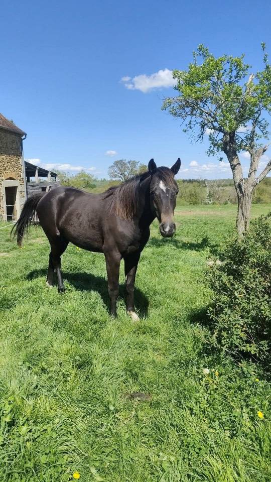 Colt Origin Recorded For sale 2024 Dark Bay