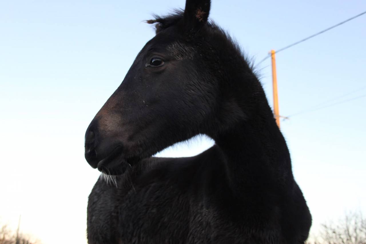 Colt Origin Recorded For sale 2024 Dark Bay