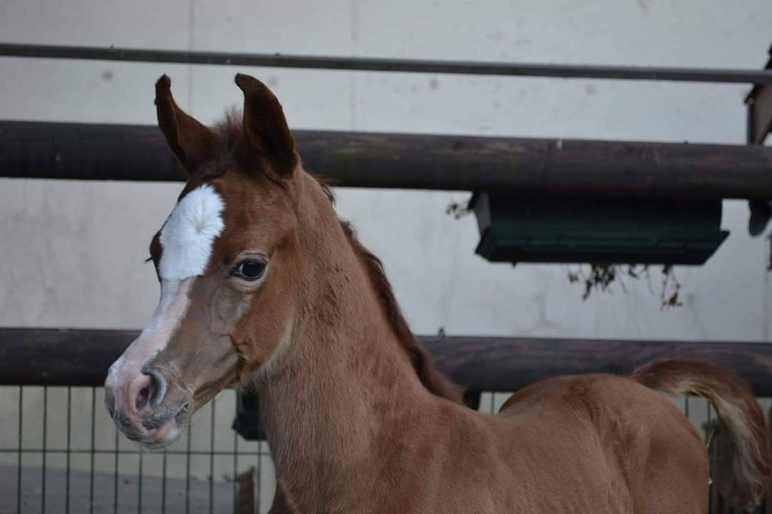 Stallion Arabian For sale 2019 Grey