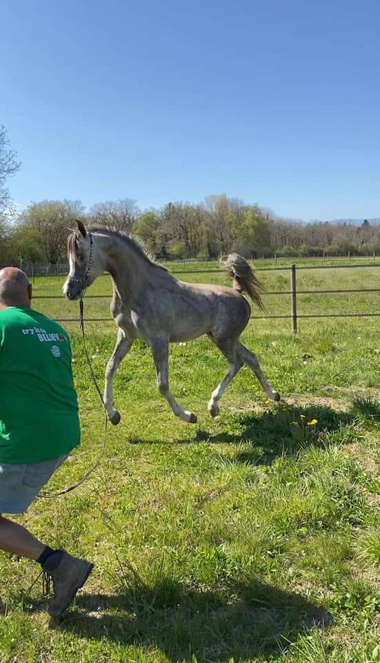 Stallion Arabian For sale 2019 Grey