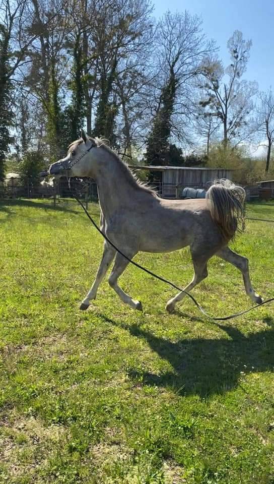 Stallion Arabian For sale 2019 Grey