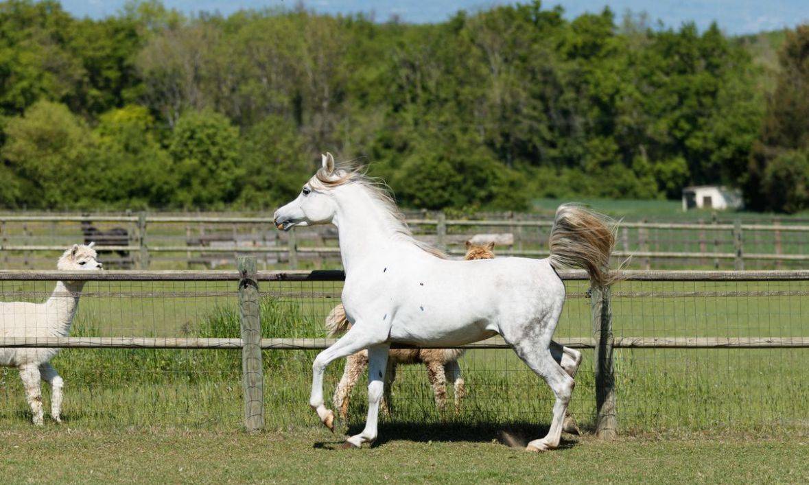 Stallion Arabian For sale 2019 Grey
