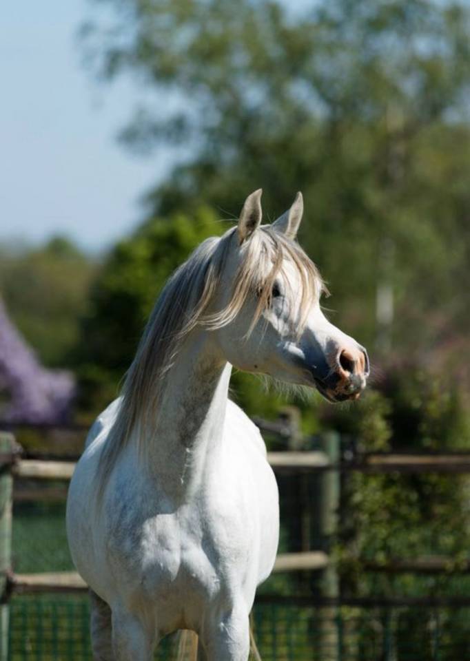 Stallion Arabian For sale 2019 Grey