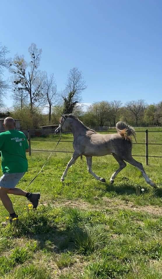 Stallion Arabian For sale 2019 Grey