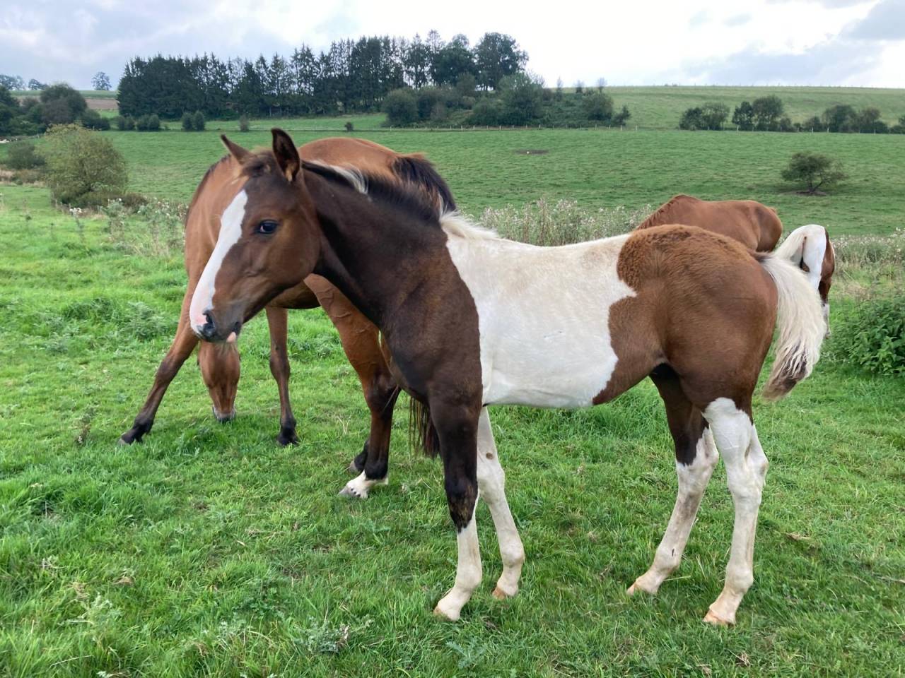 Stallion Zangersheide For sale 2024 Coloured
