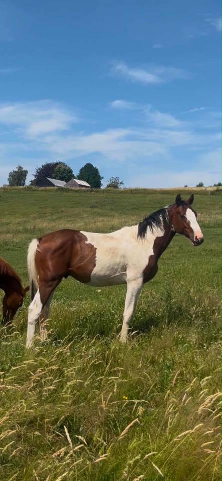 Stallion Zangersheide For sale 2024 Coloured