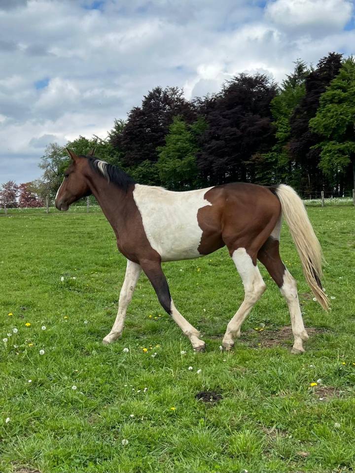 Stallion Zangersheide For sale 2024 Coloured